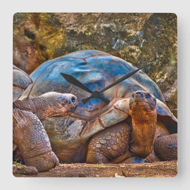 Horloge Carrée Reptile Galapagos Torto Wall Clock (Recto)