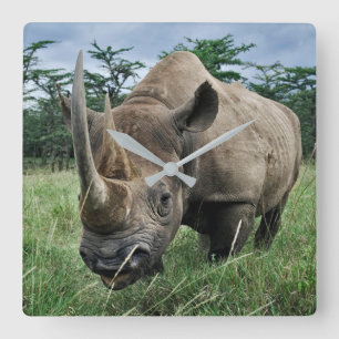 Horloge Carrée Rhinocéros noir Kenya