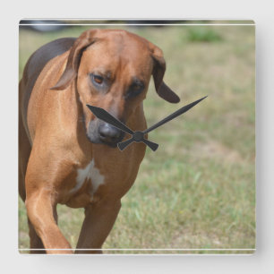 Horloge Carrée Rhodesian Ridgeback caracolant