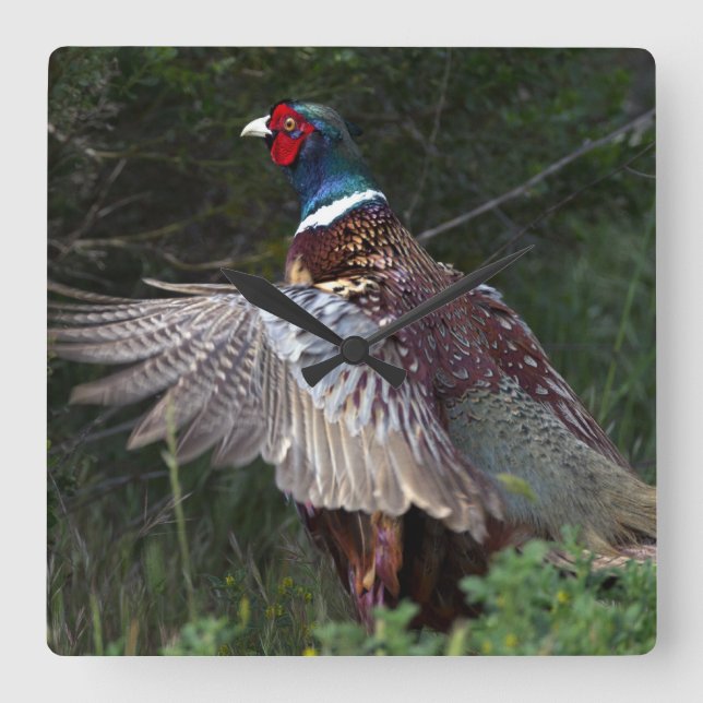 Horloge Carrée Ring Pheasant (Recto)