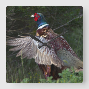 Horloge Carrée Ring Pheasant