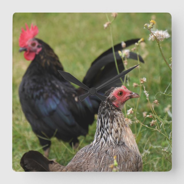 Horloge Carrée Rooster and Hen (Recto)