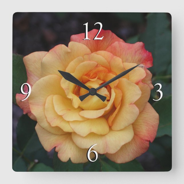 Horloge Carrée Rose de la Paix Fleur rose et jaune magnifique (Recto)