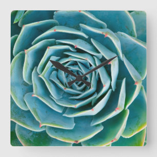 Horloge Carrée Rosette d'Echeveria, Jardin Secret de Marrakech