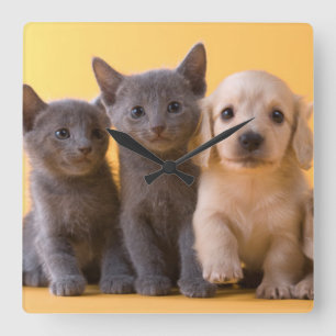 Horloge Carrée Russian Blue Kittens et Dachshund