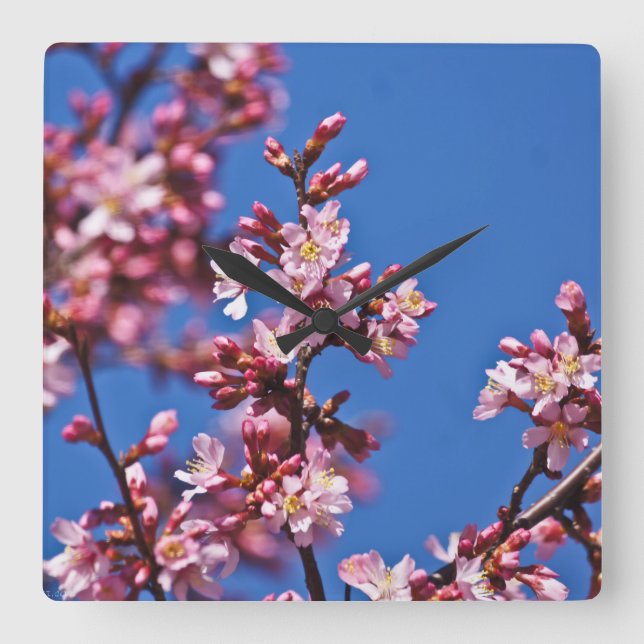 Horloge Carrée Sakura Cerisiers Touchant le Bleu (Recto)