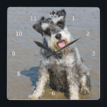 Horloge Carrée Schnauzer miniature dog cute photo beach, toxique<br><div class="desc">Beautiful photo of a cute miniature schnauzer dog at the beach wall clock. great venft idea for dog lovers</div>