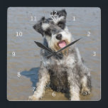 Horloge Carrée Schnauzer miniature dog cute photo beach, toxique<br><div class="desc">Beautiful photo of a cute miniature schnauzer dog at the beach wall clock. great venft idea for dog lovers</div>