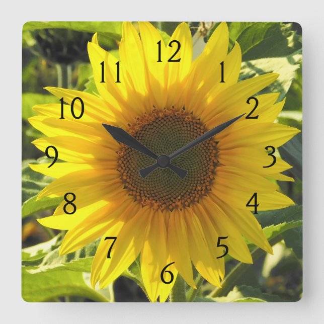 Horloge Carrée Serenade de tournesol (Recto)