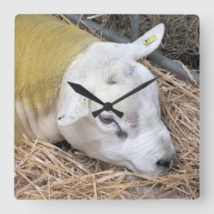 HORLOGE CARRÉE SHEEP