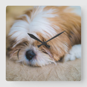 Horloge Carrée Shih Tzu