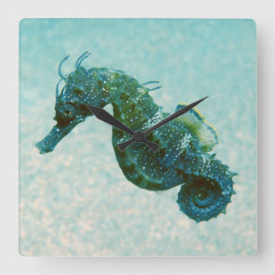 Horloge Carrée Short-Snouted Seahorse   Crimea, Russie