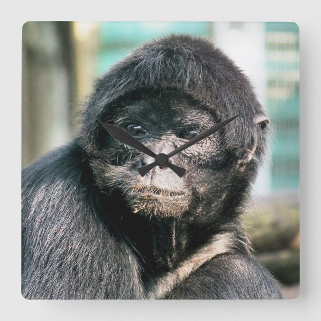 HORLOGE CARRÉE SINGES (Recto)