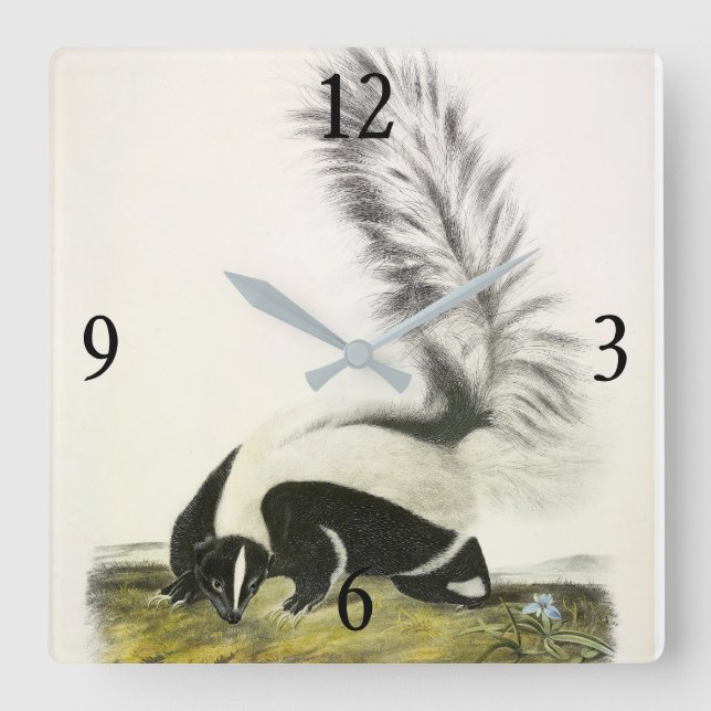 Horloge Carrée Skunk à capuchon ou Skunk à grande queue d'Audubon (Recto)