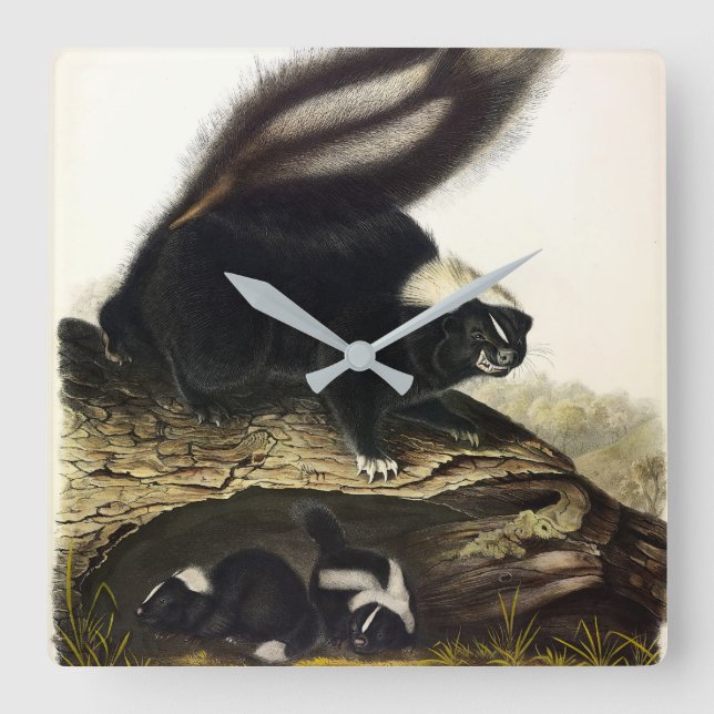Horloge Carrée Skunk américaine commune ou Striped Skunk, par Aud (Recto)