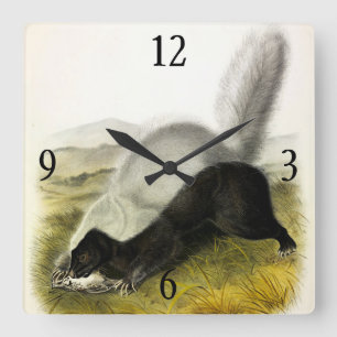 Horloge Carrée Skunk (Texan Skunk) Audubon's Quadrupeds