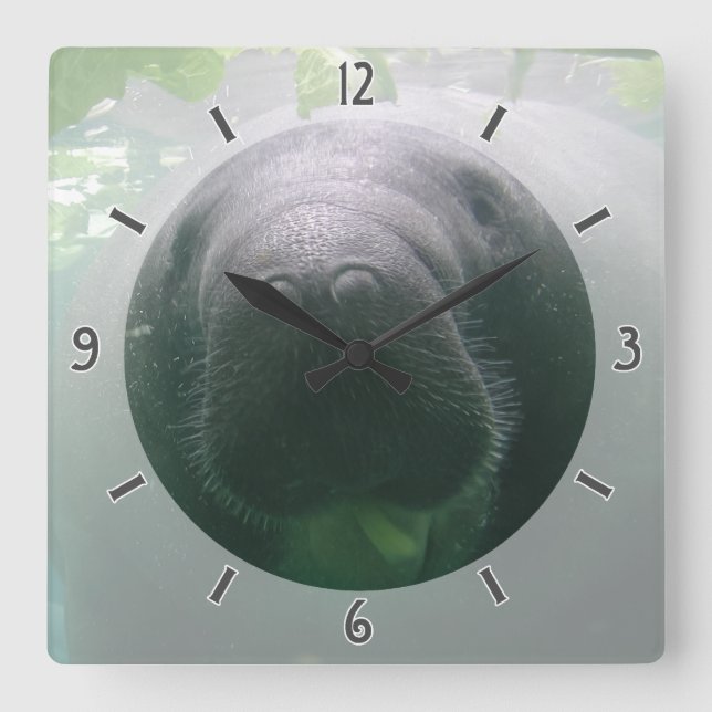 Horloge Carrée Sloppy Manatee (Recto)