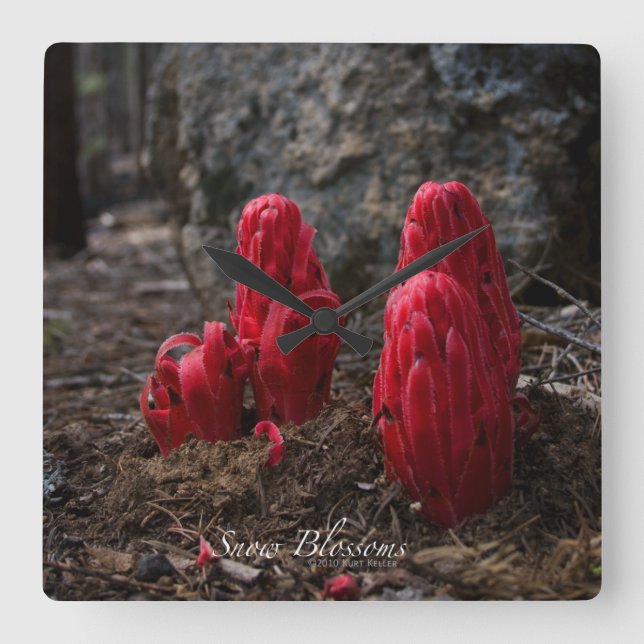 Horloge Carrée Snow Blossoms (Recto)