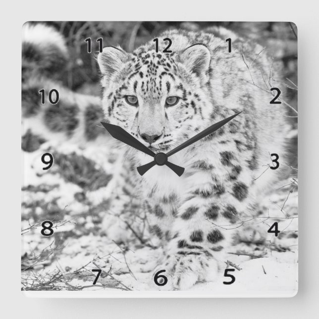 Horloge Carrée Snow Leopard Wildlife Wall Clock (Recto)