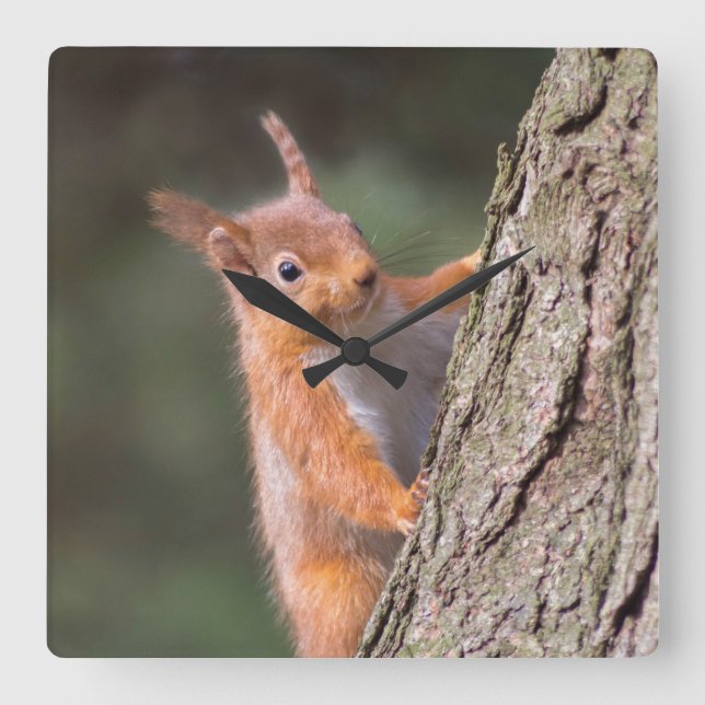 Horloge Carrée Squerrl clock (Recto)