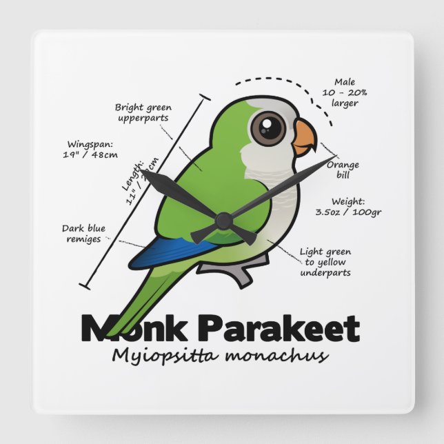 Horloge Carrée Statistiques sur les paréoles de moine (Recto)