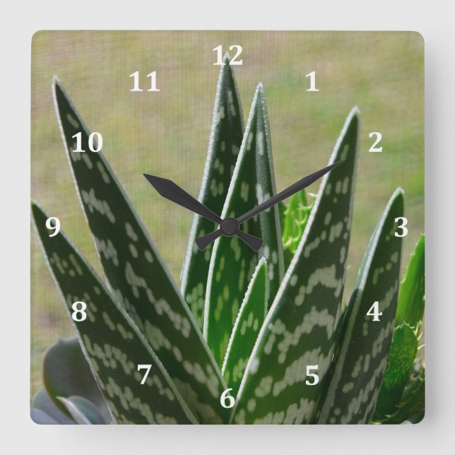 Horloge Carrée Succulent de Variegata de "alligator" d'aloès (Recto)