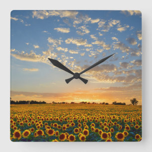 Horloge Carrée Sunflower Field