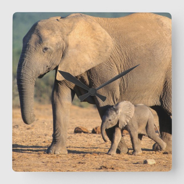 Horloge Carrée Sur African Elephant mother and calf on the move (Recto)