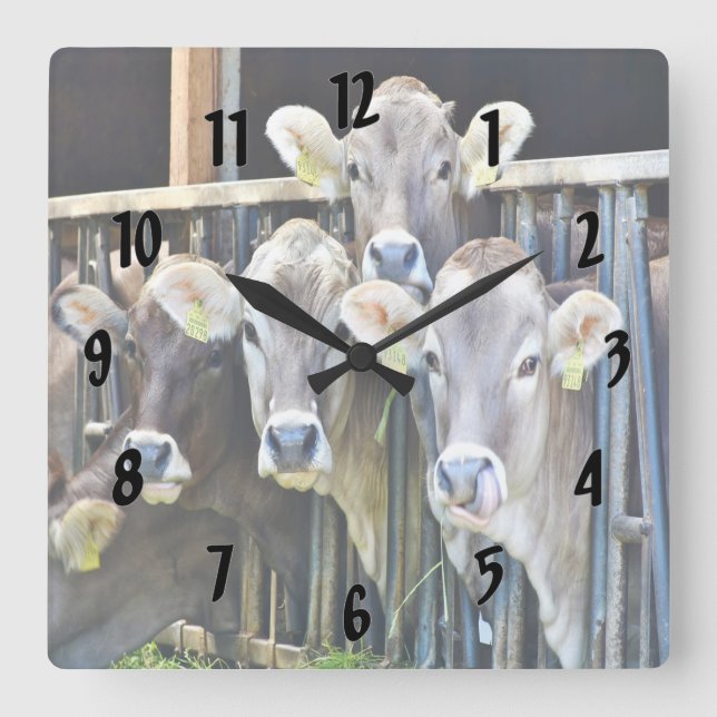 Horloge Carrée Sur Les Vaches De Ferme (Recto)