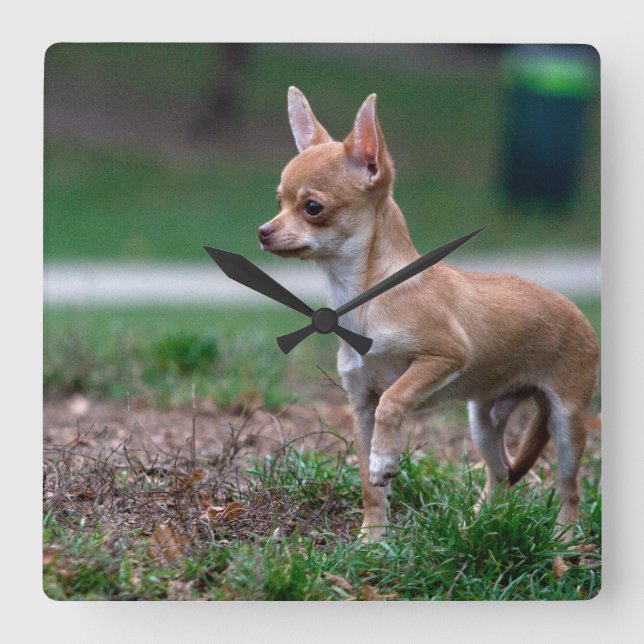 Horloge Carrée Sweet Chihuahua chiot chien Wannabe (Recto)