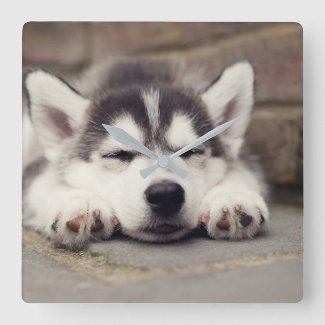 Horloge Carrée Sweet Siberian Husky Puppy Sleeping (Recto)