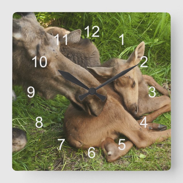 Horloge Carrée Tendre Mère Moose (Recto)