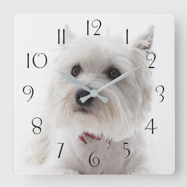 Horloge Carrée Terrier Adorable White West Highland (Recto)
