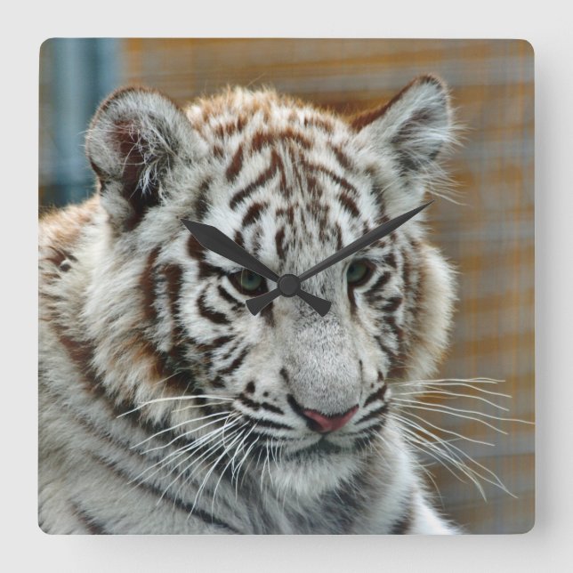 Horloge Carrée Tiger20151001 (Recto)
