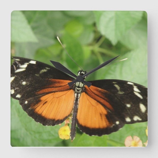 Horloge Carrée Tiger Longwing Butterfly Wall Clock (Recto)