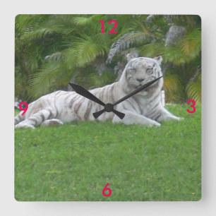 Horloge Carrée Tigre blanc se reposant dans une prairie verte ens