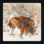 Horloge Carrée Tigres d'hiver<br><div class="desc">Momma and Baby Tigers in a Winter Forest Il est temps de montrer votre art préféré, des photos, et des textes avec une horloge murale personnalisée de Zazzle. Disponible en deux tailles, cette horloge est imprimée en utilisant le processus AcryliPrint®HD afin d'obtenir une qualité d'impression irréprochable. Cette horloge ronde est...</div>