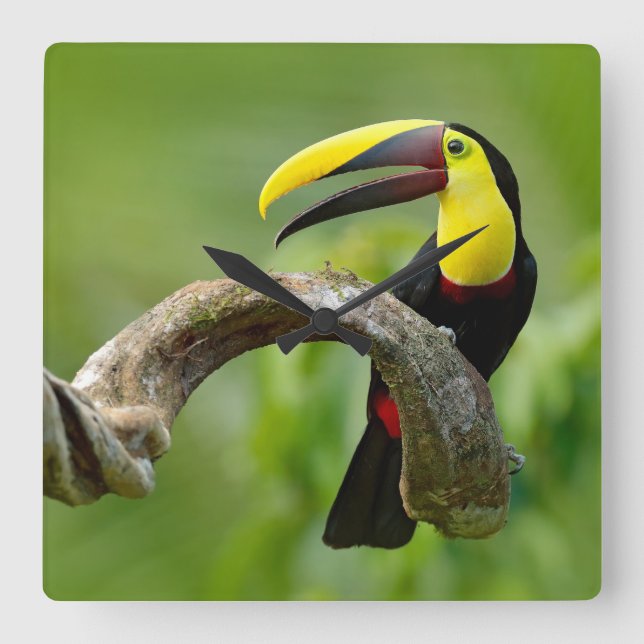 Horloge Carrée Toucan assis sur la branche dans la forêt (Recto)
