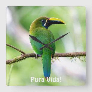 Horloge Carrée Toucanet émeraude du Nord au Costa Rica