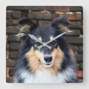 Horloge Carrée Tricolor Sheltie face