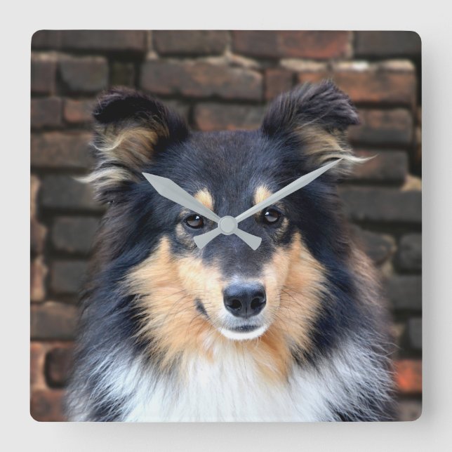 Horloge Carrée Tricolor Sheltie face (Recto)