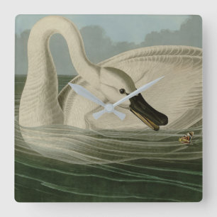 Horloge Carrée Trumpeter Swan