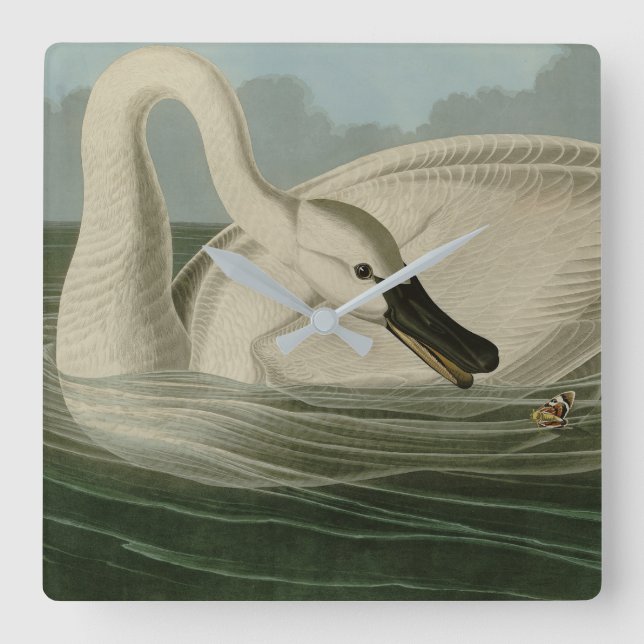 Horloge Carrée Trumpeter Swan (Recto)