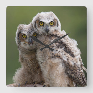 Horloge Carrée Two Baby Great Horned Owls