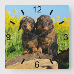 Horloge Carrée Two Cute Dachshunds Dogs Dackel Friends Pet Photo