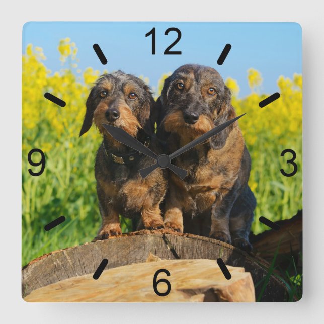 Horloge Carrée Two Cute Dachshunds Dogs Dackel Friends Pet Photo (Recto)
