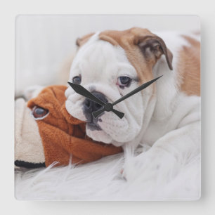 Horloge Carrée Un chiot anglais de bouledogue jouant avec un