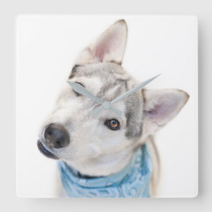 Horloge Carrée Un mélange sibérien d'Husky se tortille la tête