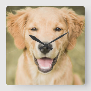 Horloge Carrée Un portrait d'un chiot de golden retriever