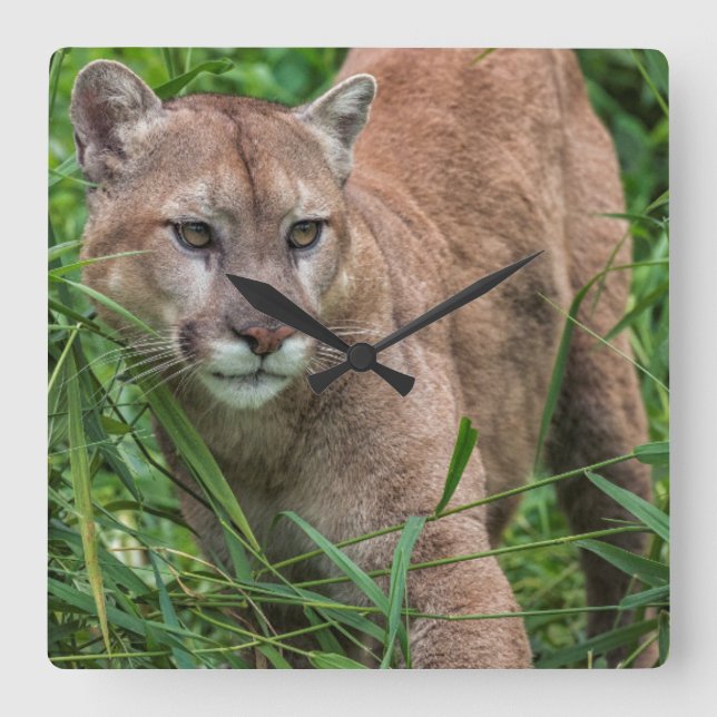 Horloge Carrée USA, Minnesota, Sandstone, Minnesota Wildlife 18 (Recto)